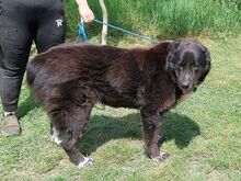 EMMY, Hund, Neufundländer/Kaukasier-Mix in Ungarn - Bild 10