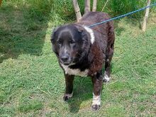 EMMY, Hund, Neufundländer/Kaukasier-Mix in Ungarn - Bild 11