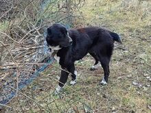EMMY, Hund, Neufundländer/Kaukasier-Mix in Ungarn - Bild 13
