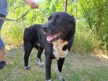 EMMY, Hund, Neufundländer/Kaukasier-Mix in Ungarn - Bild 2