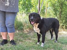 EMMY, Hund, Neufundländer/Kaukasier-Mix in Ungarn - Bild 3