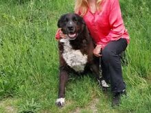 EMMY, Hund, Neufundländer/Kaukasier-Mix in Ungarn - Bild 5