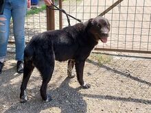EMMY, Hund, Neufundländer/Kaukasier-Mix in Ungarn - Bild 6