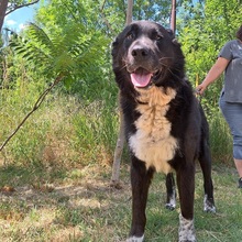 EMMY, Hund, Neufundländer/Kaukasier-Mix in Ungarn - Bild 7