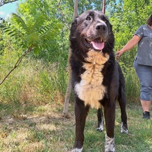 EMMY, Hund, Neufundländer/Kaukasier-Mix in Ungarn - Bild 8