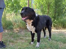 EMMY, Hund, Neufundländer/Kaukasier-Mix in Ungarn - Bild 9