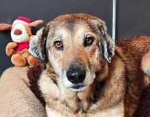 CARAMEL, Hund, Mischling in Münnerstadt - Bild 1