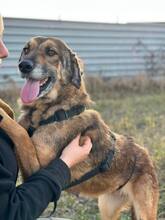 CARAMEL, Hund, Mischling in Münnerstadt - Bild 2