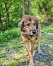CARAMEL, Hund, Mischling in Münnerstadt - Bild 3