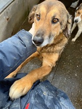 CARAMEL, Hund, Mischling in Münnerstadt - Bild 4