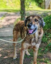 CARAMEL, Hund, Mischling in Münnerstadt - Bild 5