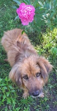 BEN, Hund, Mischlingshund in Rumänien - Bild 1