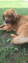 BEN, Hund, Mischlingshund in Rumänien - Bild 2