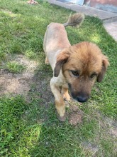 BEN, Hund, Mischlingshund in Rumänien - Bild 3
