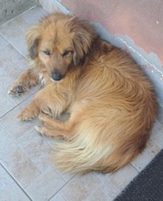 BEN, Hund, Mischlingshund in Rumänien - Bild 4