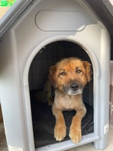 BEN, Hund, Mischlingshund in Rumänien - Bild 5