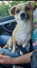 SINDY, Hund, Mischlingshund in Rumänien - Bild 1