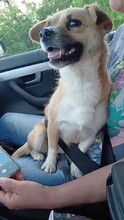 SINDY, Hund, Mischlingshund in Rumänien - Bild 2