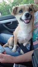 SINDY, Hund, Mischlingshund in Rumänien - Bild 4