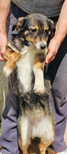 AMANI, Hund, Mischlingshund in Rumänien - Bild 1