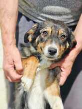 AMANI, Hund, Mischlingshund in Rumänien - Bild 2