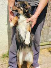 AMANI, Hund, Mischlingshund in Rumänien - Bild 3