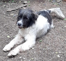 BOOMER, Hund, Mischlingshund in Rumänien - Bild 2