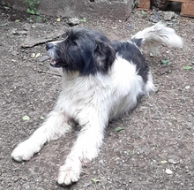 BOOMER, Hund, Mischlingshund in Rumänien - Bild 3
