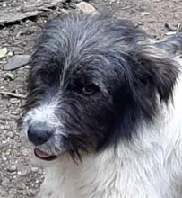 BOOMER, Hund, Mischlingshund in Rumänien - Bild 4