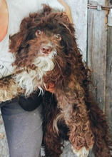 SCOTTI, Hund, Mischlingshund in Rumänien - Bild 1