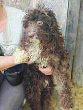 SCOTTI, Hund, Mischlingshund in Rumänien - Bild 2