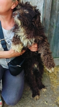 SCOTTI, Hund, Mischlingshund in Rumänien - Bild 3