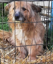 HERBY, Hund, Mischlingshund in Rumänien - Bild 1