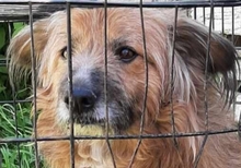 HERBY, Hund, Mischlingshund in Rumänien - Bild 2