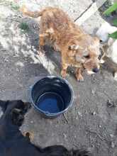 HERBY, Hund, Mischlingshund in Rumänien - Bild 3