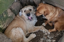 AMIL, Hund, Mischlingshund in Rumänien - Bild 1
