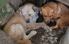 AMIL, Hund, Mischlingshund in Rumänien - Bild 2