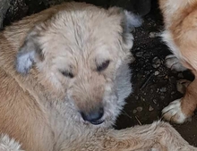 AMIL, Hund, Mischlingshund in Rumänien - Bild 3