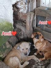 ANNI, Hund, Mischlingshund in Rumänien - Bild 1