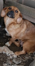 ANNI, Hund, Mischlingshund in Rumänien - Bild 2