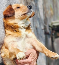 HETTY, Hund, Mischlingshund in Rumänien - Bild 1