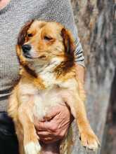HETTY, Hund, Mischlingshund in Rumänien - Bild 2