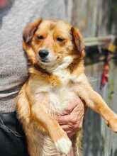 HETTY, Hund, Mischlingshund in Rumänien - Bild 3