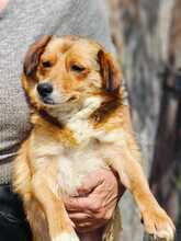HETTY, Hund, Mischlingshund in Rumänien - Bild 4