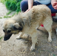 BENNET, Hund, Mischlingshund in Rumänien - Bild 1