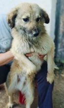 BENNET, Hund, Mischlingshund in Rumänien - Bild 2