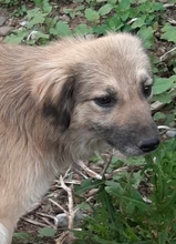 BENNET, Hund, Mischlingshund in Rumänien - Bild 3
