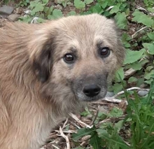 BENNET, Hund, Mischlingshund in Rumänien - Bild 4