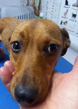 LEONIE, Hund, Mischlingshund in Rumänien - Bild 1