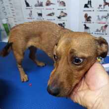 LEONIE, Hund, Mischlingshund in Rumänien - Bild 2